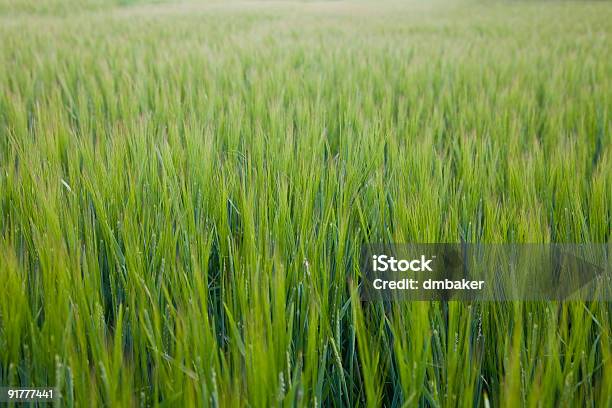 Foto de Fundo De Natureza e mais fotos de stock de Agricultura - Agricultura, Campo, Cereal
