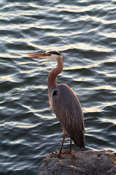 istock Great Blue Heron (Ardea herodias) Standing on Rock at Sunset 91777472