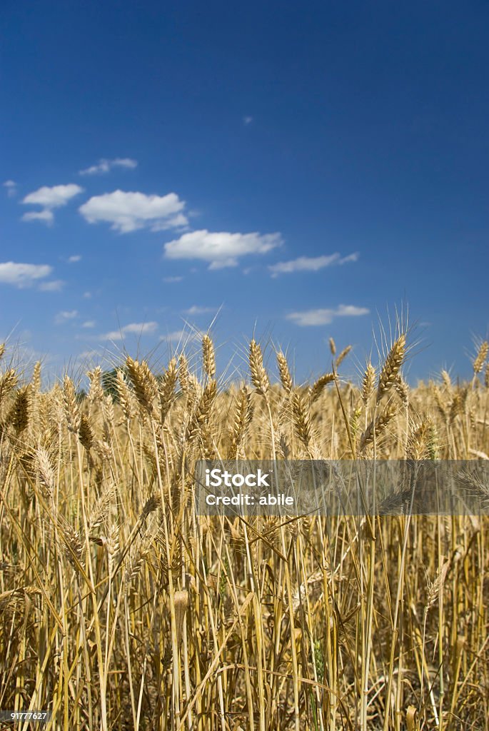 Golden wheat  Agricultural Field Stock Photo