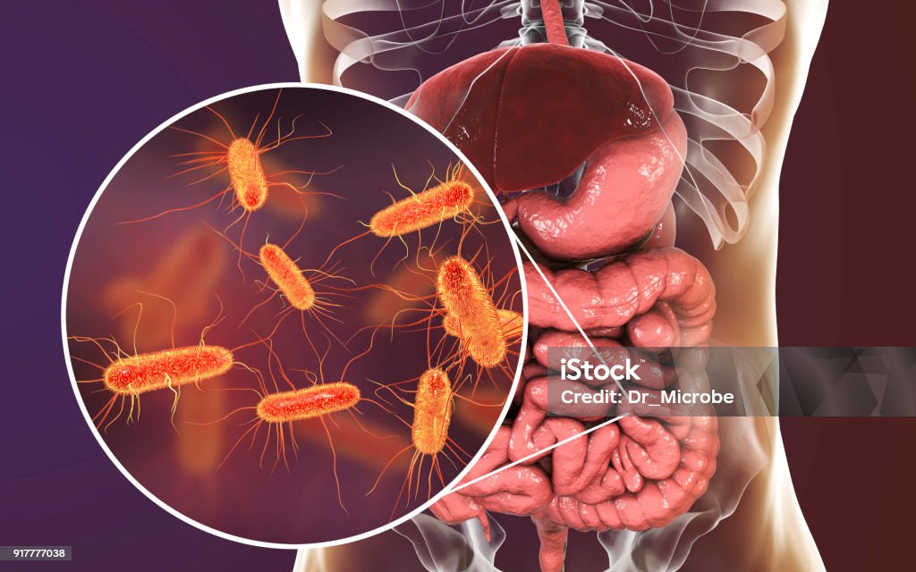 Intestinal microbiome, Escherichia coli - Photo de Intestin libre de droits