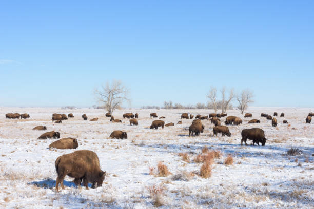 istock American Bison Bull - Genetically Pure Specimen Grazing at Daybreak 917777062