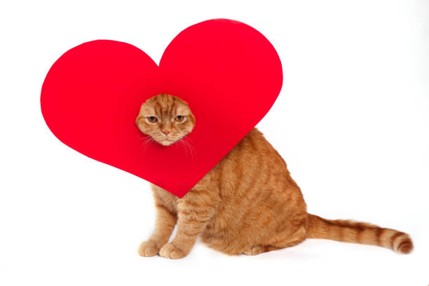 Red british cat and heart symbol on white background. Valentine's Day