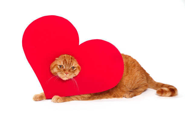 istock British Cat, portrait cat , Valentine's Day, heart 917777270