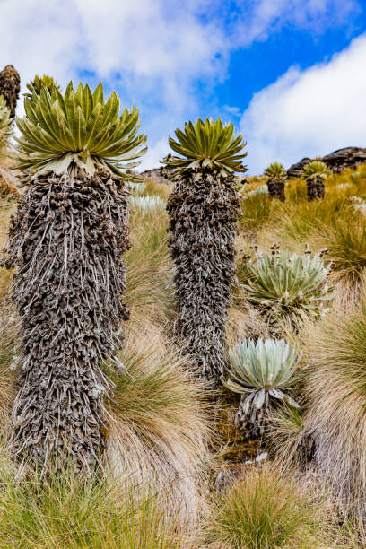 istock Paramo de Oceta Espeletia Frailejones Mongui Boyaca Colombia 917777370