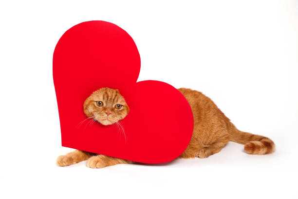 istock British Cat, portrait cat , Valentine's Day, heart 917777388