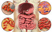 Intestinal microbiome, bacteria colonizing different parts of digestive system