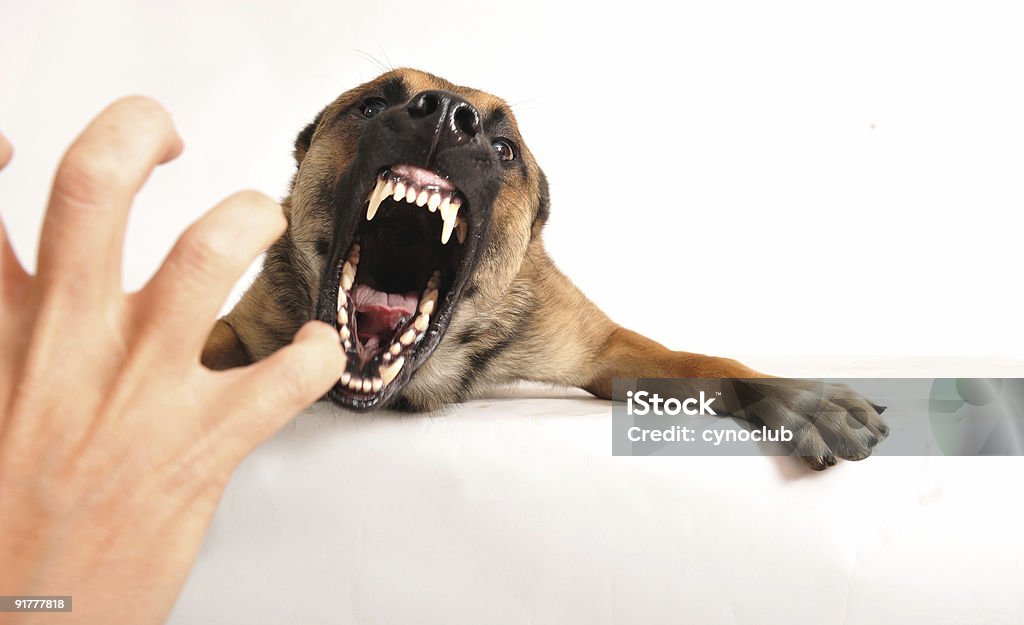 bad cane - Foto stock royalty-free di Abbaiare