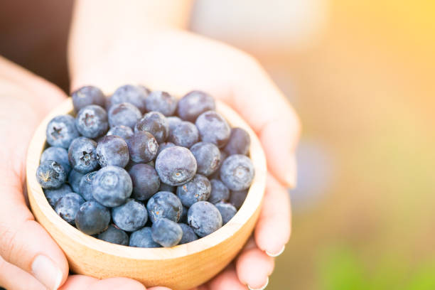 istock Blueberries in a bowl on woman farmer hand. 917778224