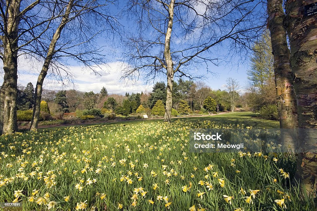 Narzissen in einem botanischen Garten - Lizenzfrei April Stock-Foto