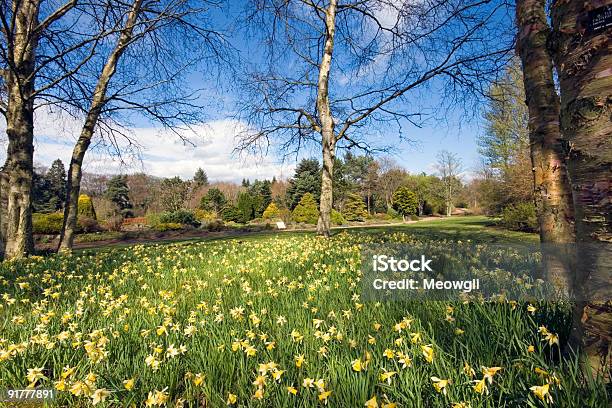 Narzissen In Einem Botanischen Garten Stockfoto und mehr Bilder von April - April, Baum, Baumblüte