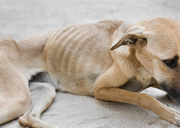 Starving Dog A starving dog lying in the sand. slim stock pictures, royalty-free photos & images