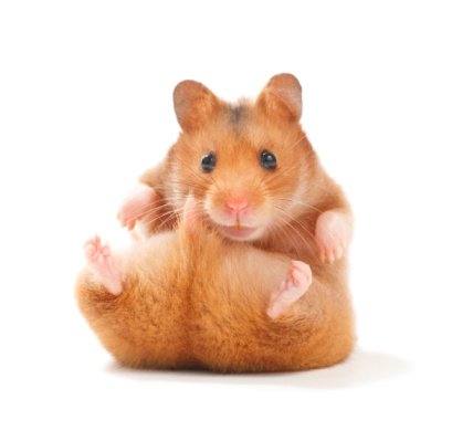 A hamster cute stand position