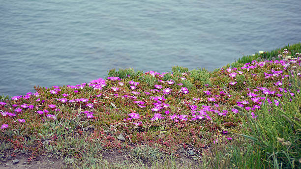 istock Pink flowers at The Lizard. 91778234