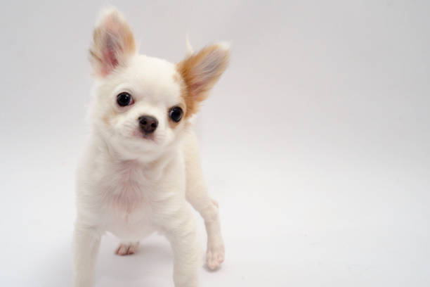 istock chihuahua white color on a white background 917785720