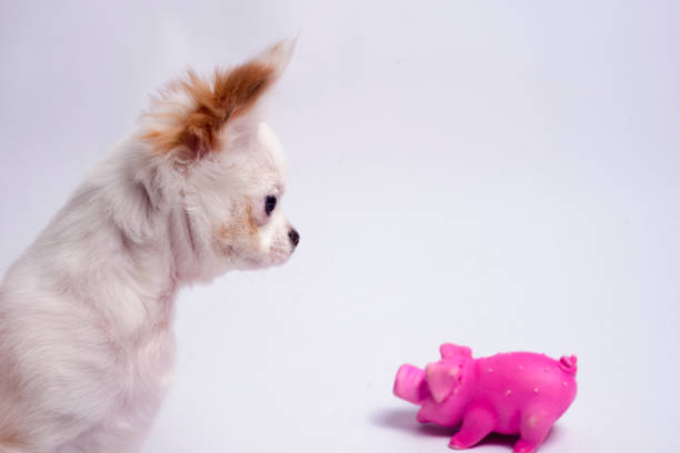 istock chihuahua white color on a white background 917785736