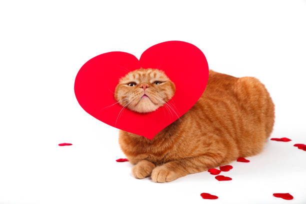 istock British Cat, portrait cat , Valentine's Day, heart 917785792