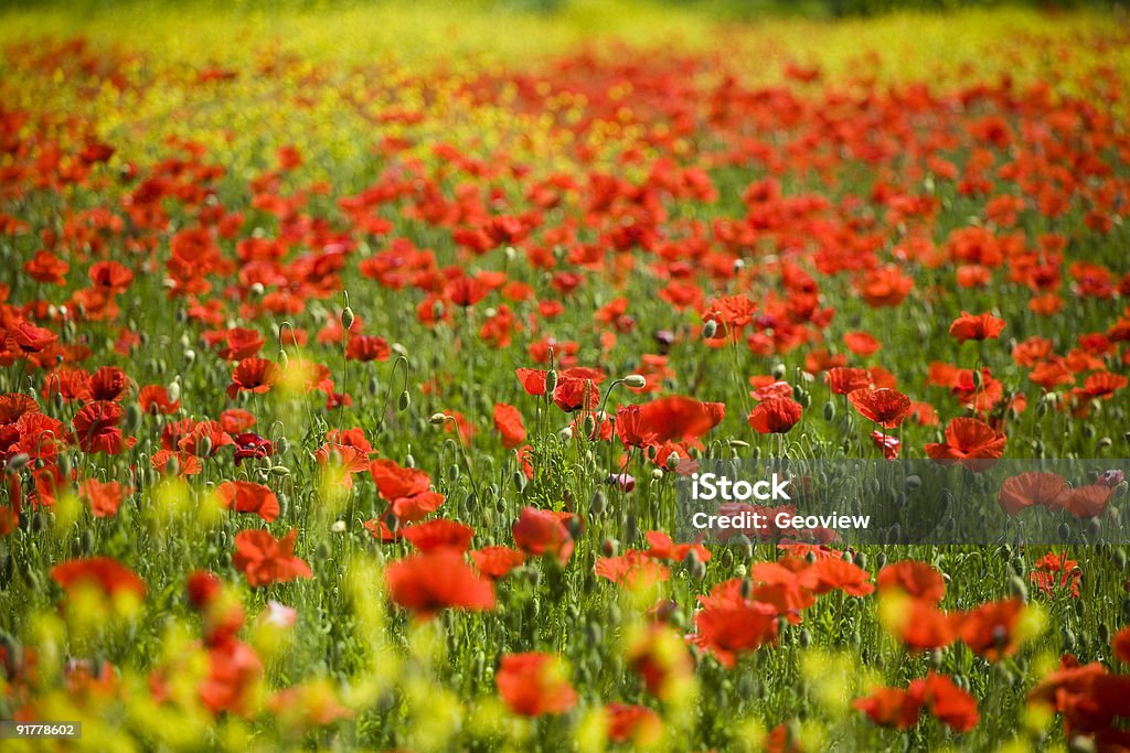 Fleur de pavot - Photo de Agriculture libre de droits