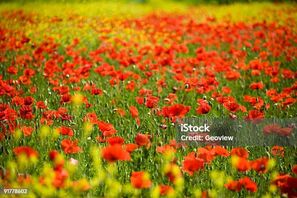 Photo libre de droit de Fleur De Pavot banque d'images et plus d'images libres de droit de Agriculture - Agriculture, Bouton de fleur, Champ