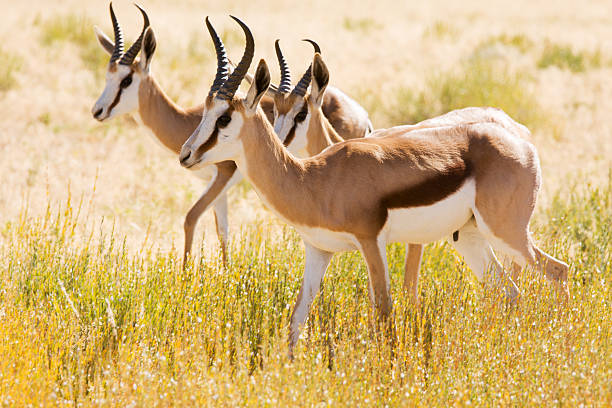 istock Three young Springbok in the Kalahari desert 91778604