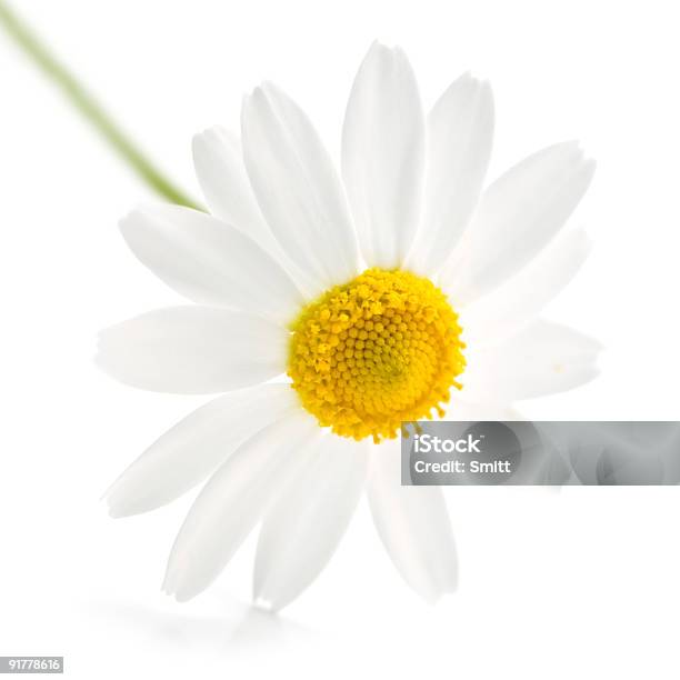 Photo libre de droit de Camomille banque d'images et plus d'images libres de droit de Blanc - Blanc, Camomille - Fleur des zones tempérées, Camomille - Plante aromatique