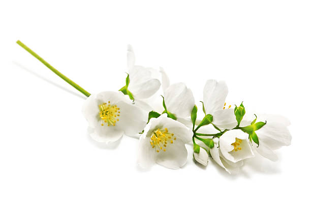 istock White jasmine flowers on a stem with a white background 91778617