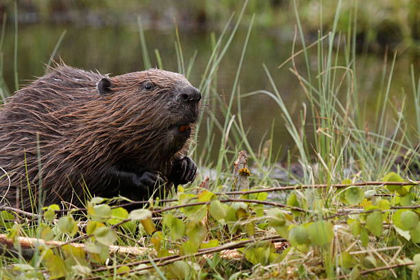 European Beaver  beaver stock pictures, royalty-free photos & images