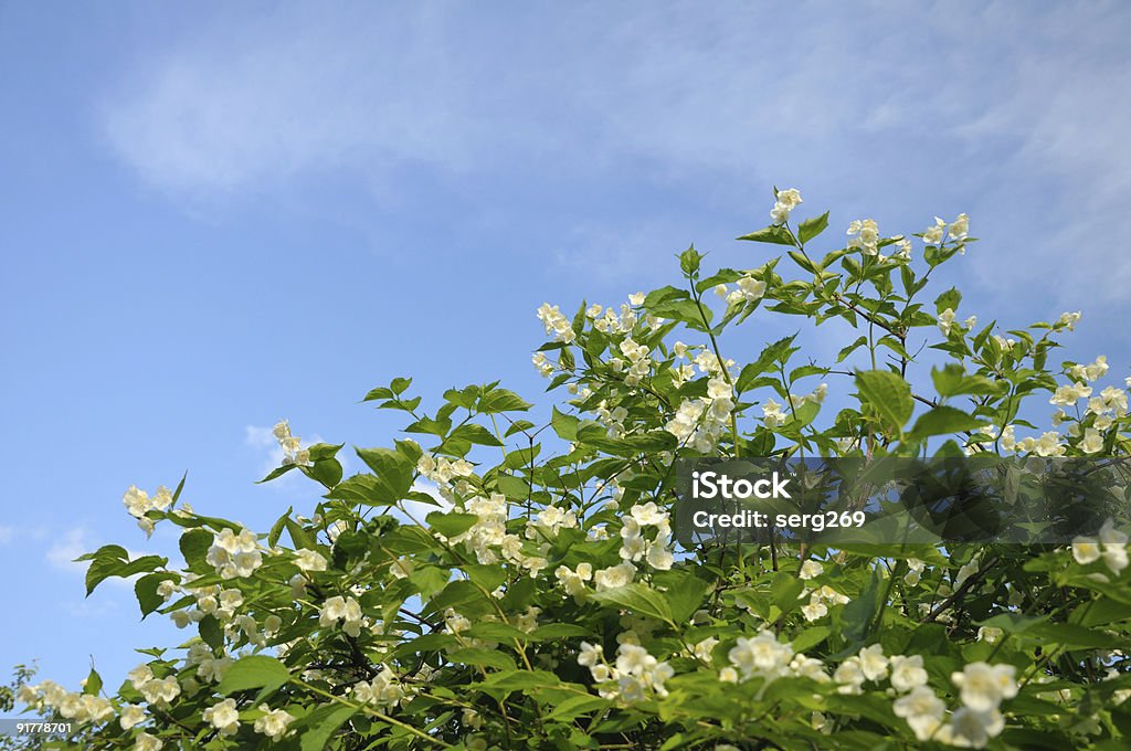 ブッシュ、ホワイトの花の背景に青い空 - おしべのロイヤリティフリーストックフォト