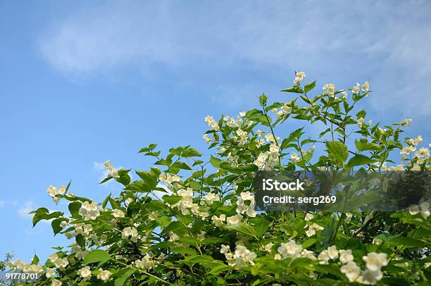 ブッシュホワイトの花の背景に青い空 - おしべのストックフォトや画像を多数ご用意 - おしべ, まぶしい, カラー画像
