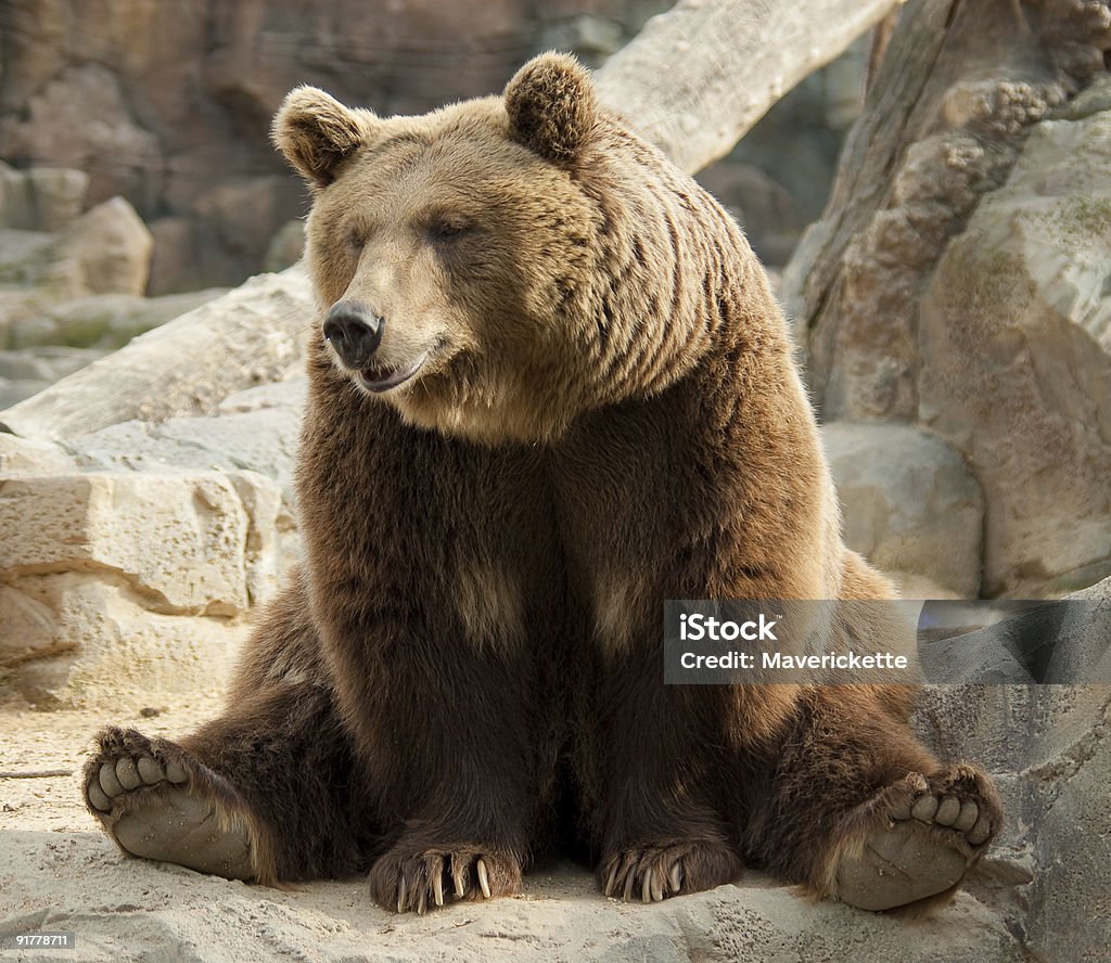 Funny brown bear  Bear Stock Photo