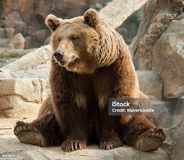 Funny Brown Bear Stock Photo - Download Image Now - Bear, Animal, Brown