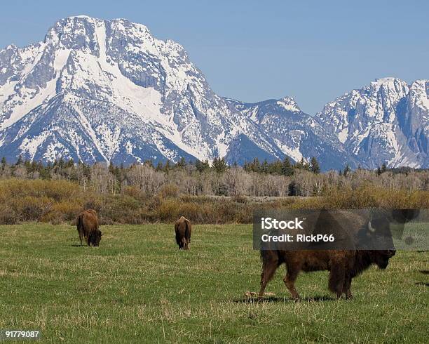 Photo libre de droit de Bison Brouter De Tetons banque d'images et plus d'images libres de droit de Animaux à l'état sauvage - Animaux à l'état sauvage, Beauté de la nature, Bison nord-américain