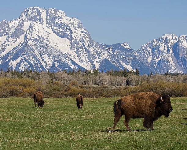 istock Bison grazing at the Tetons 91779087