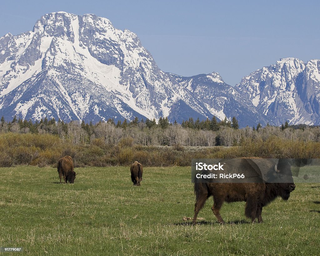 Bisão Pastar no Tetons - Royalty-free Animal selvagem Foto de stock