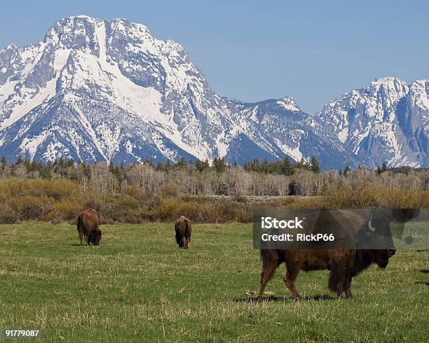 Бизон Пастьба На Tetons — стоковые фотографии и другие картинки Американский бизон - Американский бизон, Без людей, Вайоминг