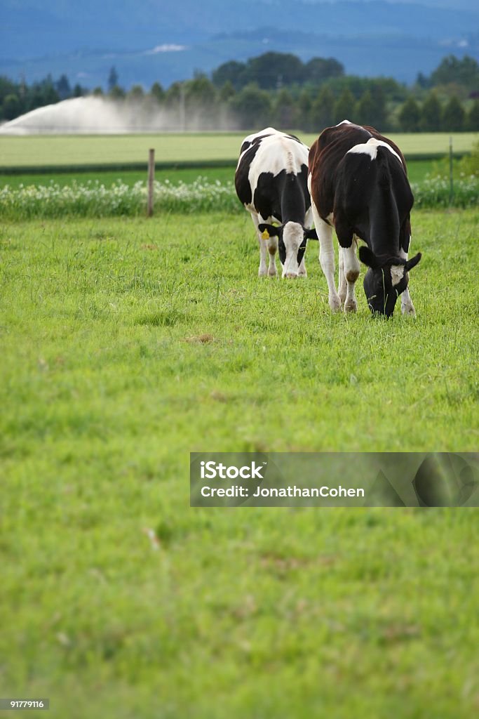 Vacas en un entorno Rural - Foto de stock de Ganado lechero libre de derechos