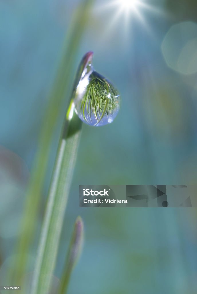 Dew drop on brizna de hierba - Foto de stock de Azul turquesa libre de derechos