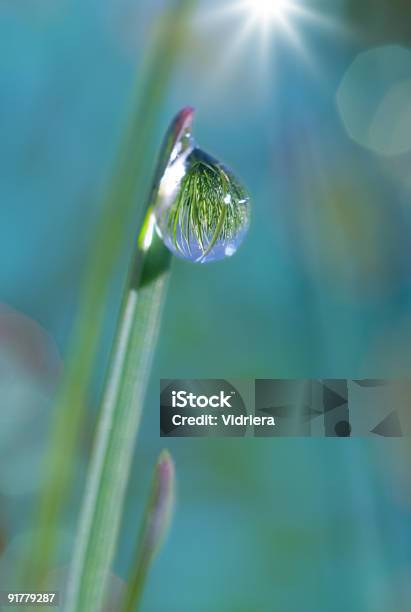 Gotas De Orvalho Na Lâmina De Grama - Fotografias de stock e mais imagens de Azul Turquesa - Azul Turquesa, Condensação, Gota - Líquido