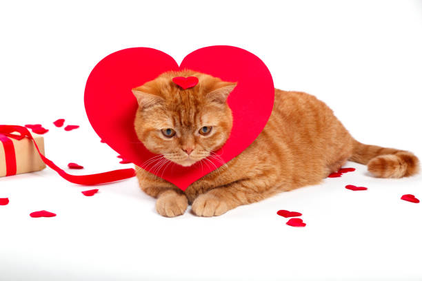 istock British Cat, portrait cat , Valentine's Day, heart 917794130