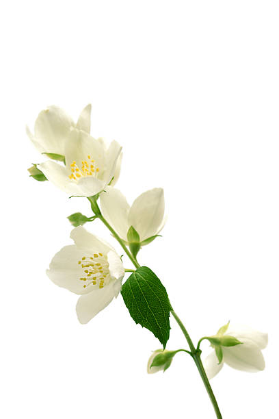 istock White flowering jasmine buds with green leaves 91779436