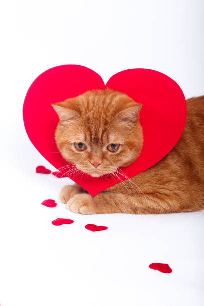 istock British Cat, portrait cat , Valentine's Day, heart 917794710