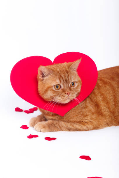 istock British Cat, portrait cat , Valentine's Day, heart 917797274