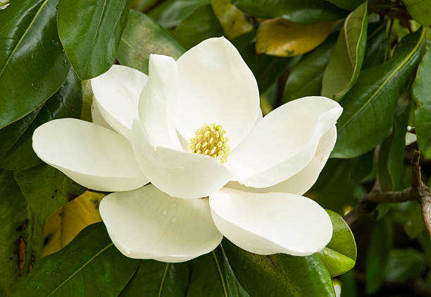 suave magnolia - magnolia white blossom flower fotografías e imágenes de stock