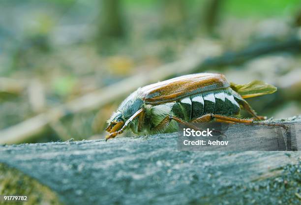 Maggio Scarabeo Di Bug - Fotografie stock e altre immagini di Accarezzare un animale - Accarezzare un animale, Ala di animale, Ambientazione esterna