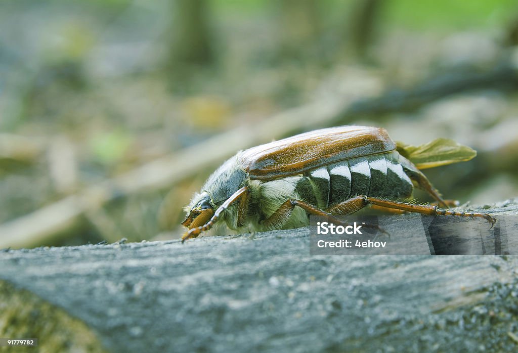 Może-poprawki beetle - Zbiór zdjęć royalty-free (Bez ludzi)