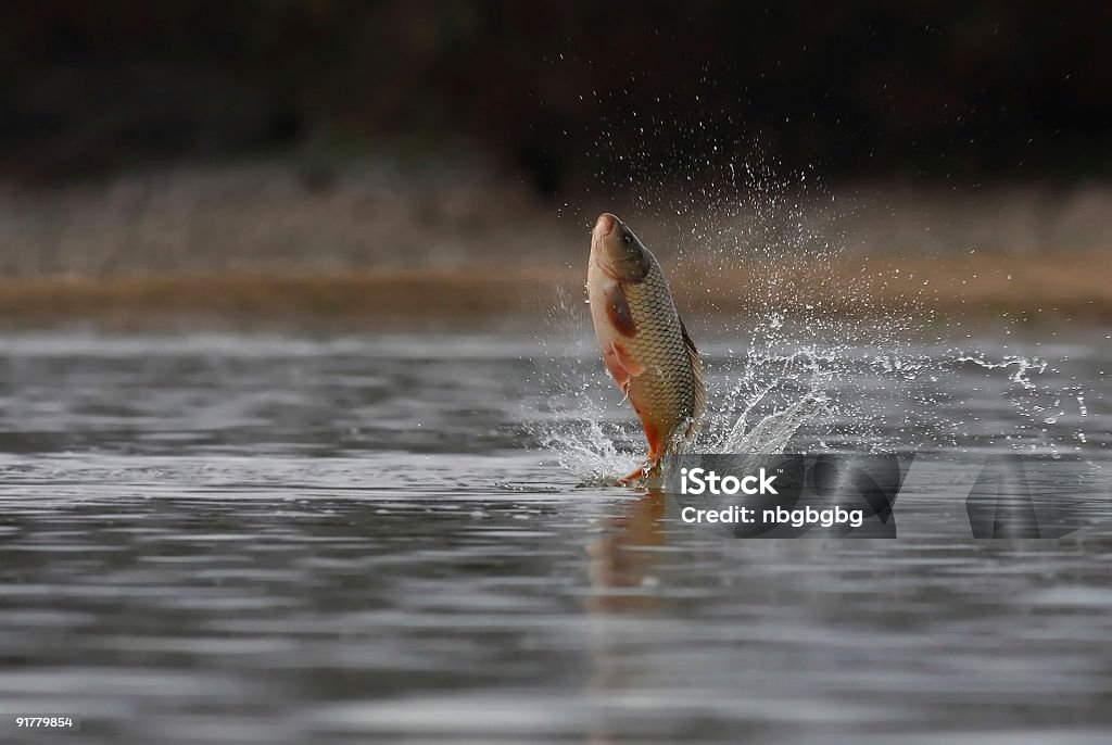 Carp Fische springen aus dem Wasser - Lizenzfrei Karpfen Stock-Foto