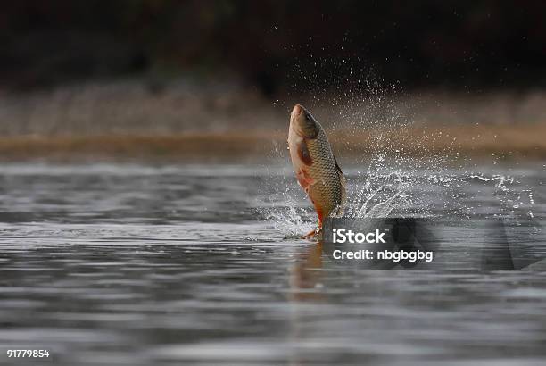 Carp Fische Springen Aus Dem Wasser Stockfoto und mehr Bilder von Karpfen - Karpfen, Hochspringen, See