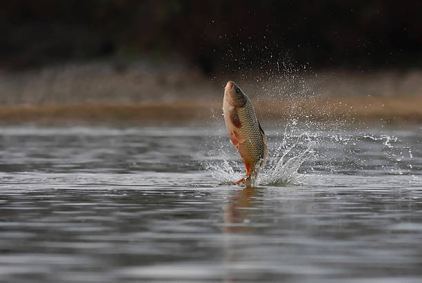 A majestic carp leaping out of the water Close up of Common Carp fish leaping out of water carp stock pictures, royalty-free photos & images