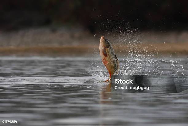 A Majestic Carp Leaping Out Of The Water Stock Photo - Download Image Now - Carp, Jumping, Lake