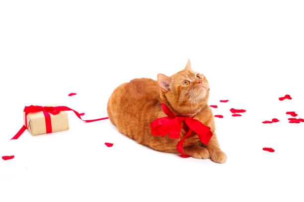 istock British Cat, portrait cat , Valentine's Day, heart 917799380