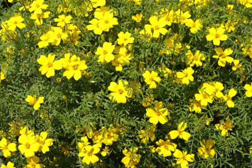 Low evergreen, hairless, creeping perennial. leaves opposite, oval to rounded, short-stalked, gland-dotted. Flowers yellow, 12-18mm, solitary, cup-shaped with wide sepal-lobes, the petals dotted with fine black glands. Capsule rarely produced.\nHabitat: Wet places, streams margins, ditches, open woodland, damp grassy hedgerows and lake-shores.\nFlowering Season: May-July.\nDistribution: Throughout Europe, except the extreme North and Iceland. Widely cultivated in gardens.\n\nThis Picture is made in a Nature Reserve in Flevoland (the Netherlands).